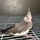 طير كروان