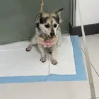 كلاب للتبنب