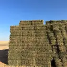 برسيم بطبرجل بسيطا