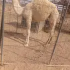 بكرة