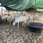 رفيديات