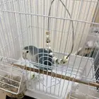 ببغاء روز للبيع