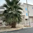 شجرة ( نخلة واشتطن )