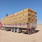 تبن قمح