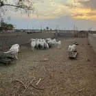 غنم مقاني ضان