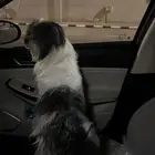 كلب مالتيز عمره سنتين