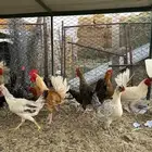 للبيع دجاج