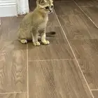 قطه او بسه للبيع