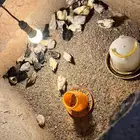 دجاج
