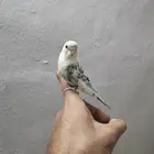 عاجل طيور حب أليف