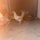 تم البيع