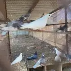 للبيع حمام صنعاني