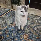 قط للتبني