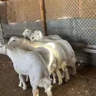 ذبايح حري ذبائح سواكني ونعيمي توصيل