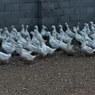 بط بكيني