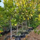 اشجار ( جاك فروت ) يتوفر بعدت مقاسات   نجران جملة