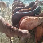 سواكن جمله تربيه 4 شهور مناسبه جدا للزواجات