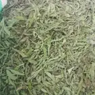 نعناع مغربي عقده