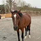 فرس لقاح ومعاها مهره للبيع