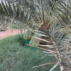محصول نخل