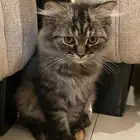 قطط شيرازي بيور للتبني
