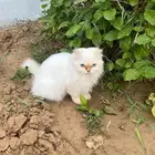 قطط لتبني