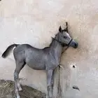 مهر للبيع