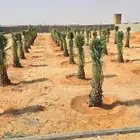 نخيل اللبيع