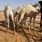 قعدان قصب
