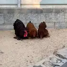 طقم كوشن احمر امرايكي