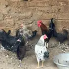 دجاج بلدي للبيع