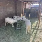 خرفان كرامات ومبادي