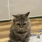 قطه شيرازي مفحوصه للتبني
