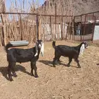 ماعز عوراض