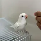 فرخ روز البينو (تم البيع)