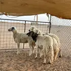 للبيع غنم حريه