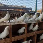 حمام صنعاوي
