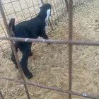 جفره داغوره العمر 16يوم الصحه شرط