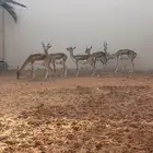 غازلان البلاك باك منتجه شرط