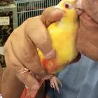 فرخ ا انثى الكنيور الفالو ذو العيون الحمر للبيع