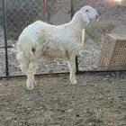 مشروع فحل حري
