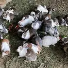ارانب أناث فقط