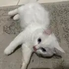 قطط التبني