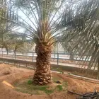 نخل عربي ووشنطني