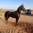 فرس شعبية