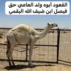 قعود كفو ساسه معروف