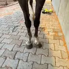 فرس لقاح
