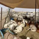 نعيمي حري سواكن تيوس