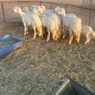 للبيع رخال حريات مراح واحد