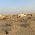 للبيع ناقه عشرا معه بكره سنه شاقه
